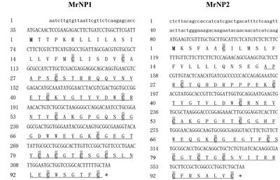 Neuroparsin 1 (MrNP1) and Neuroparsin 2 (MrNP2) Are Involved in the Regulation of Vitellogenesis in the Shrimp Macrobrachium rosenbergii